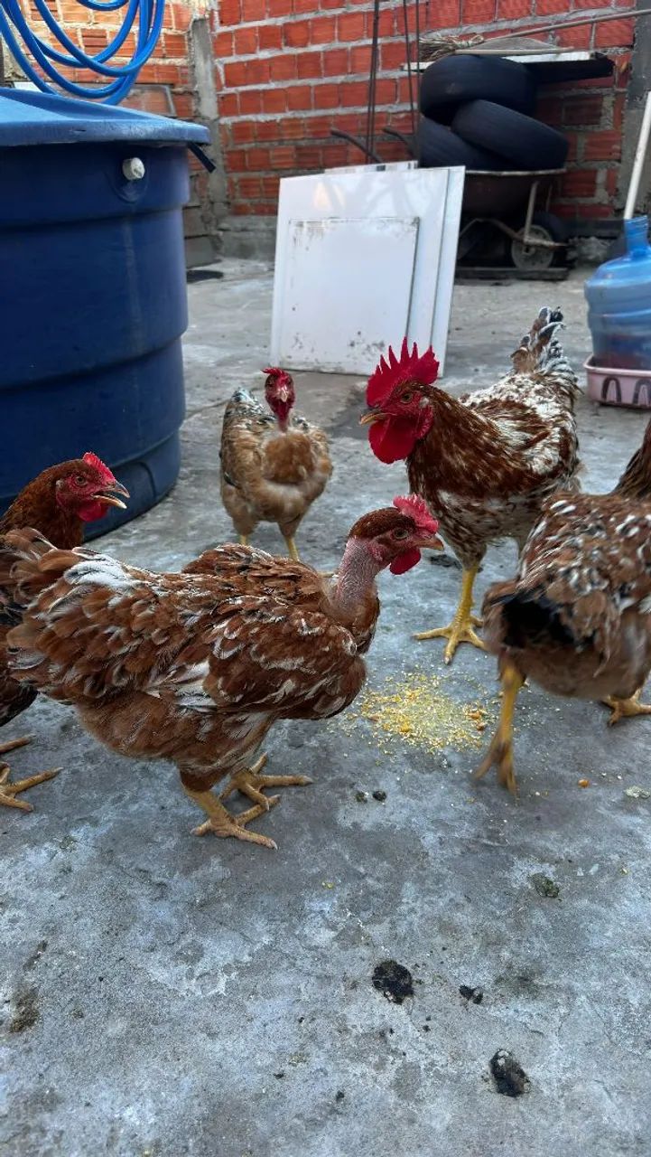 Galinhas - Foto 2