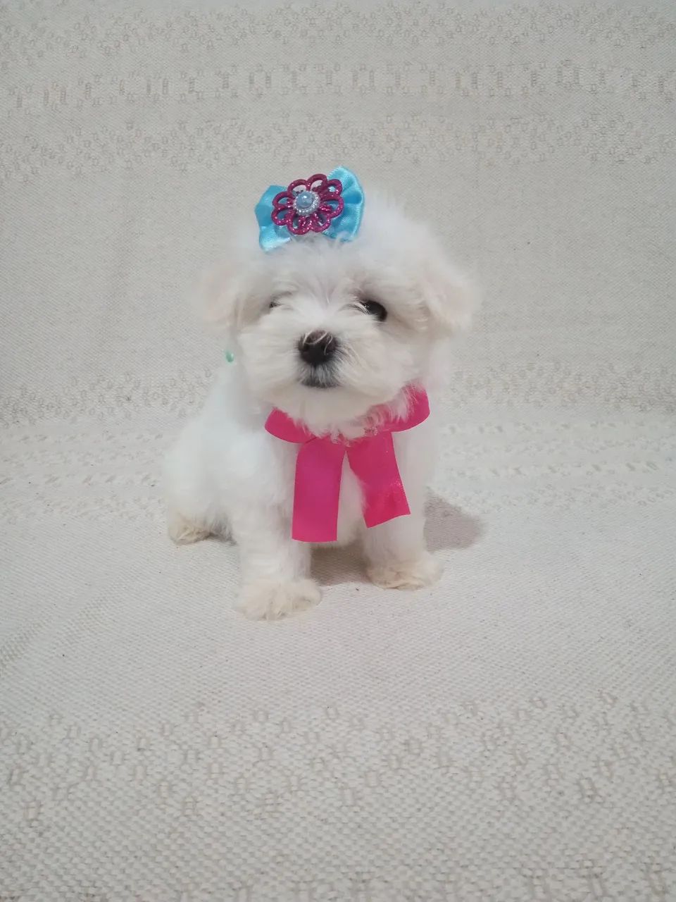 Maltês fêmea 