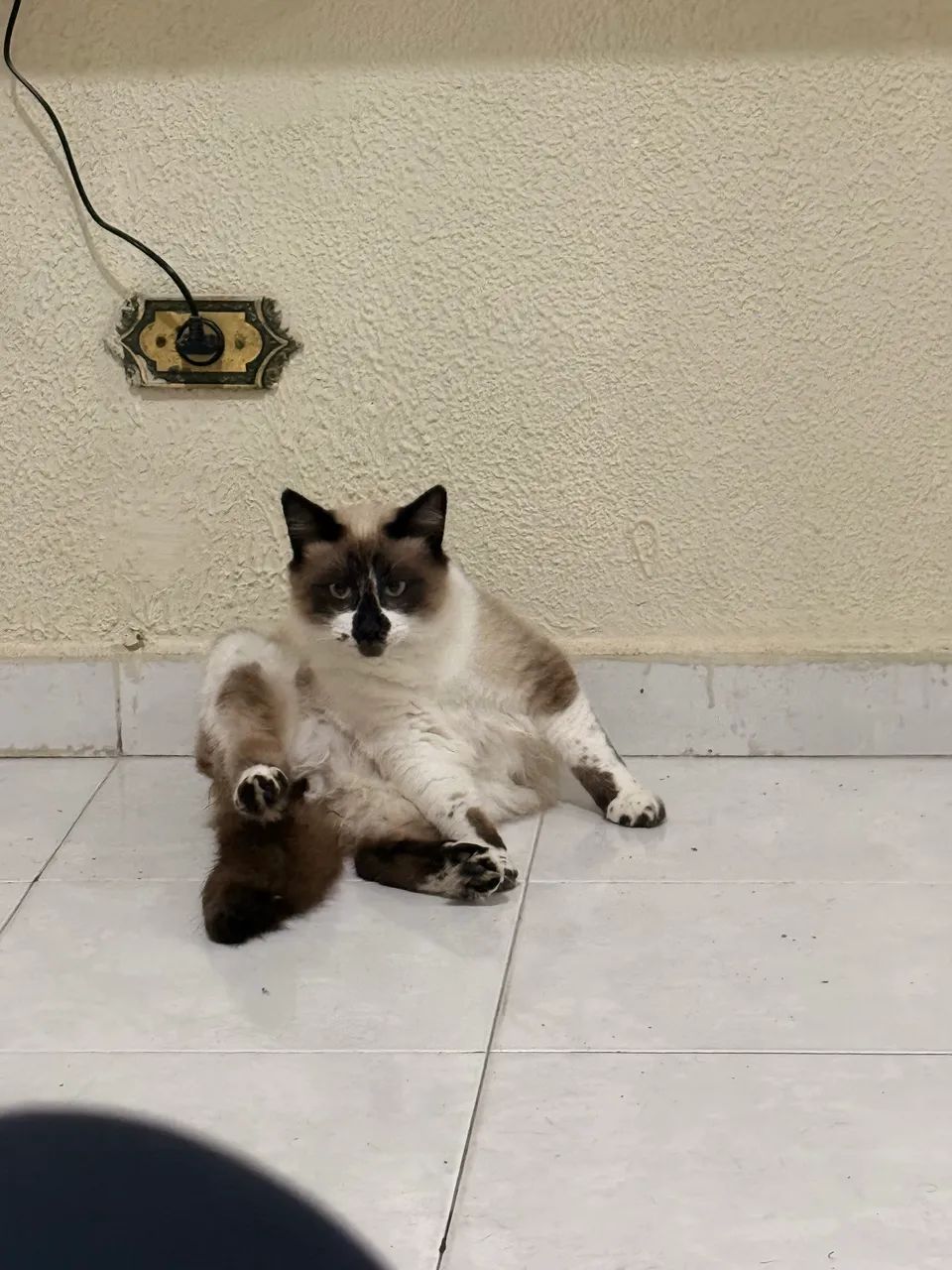 Adoção responsável - Foto 2