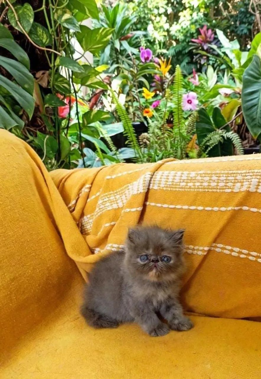 Gata persa  - Foto 2