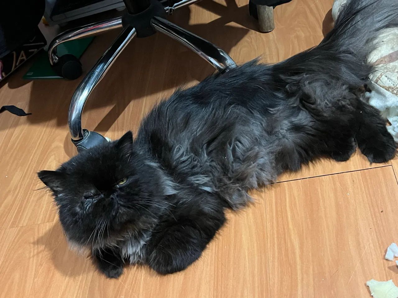 Fêmea persa  60 dias  - Foto 4