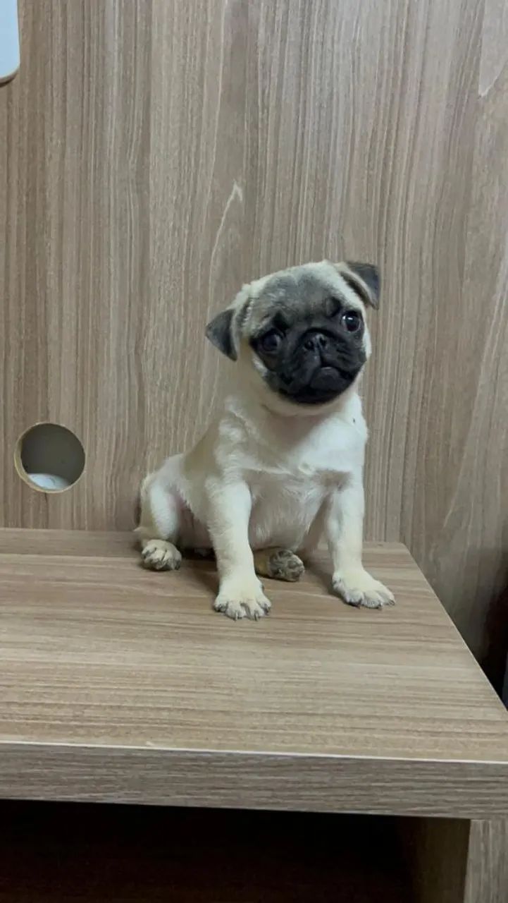 Fêmea de Pug  - Foto 3