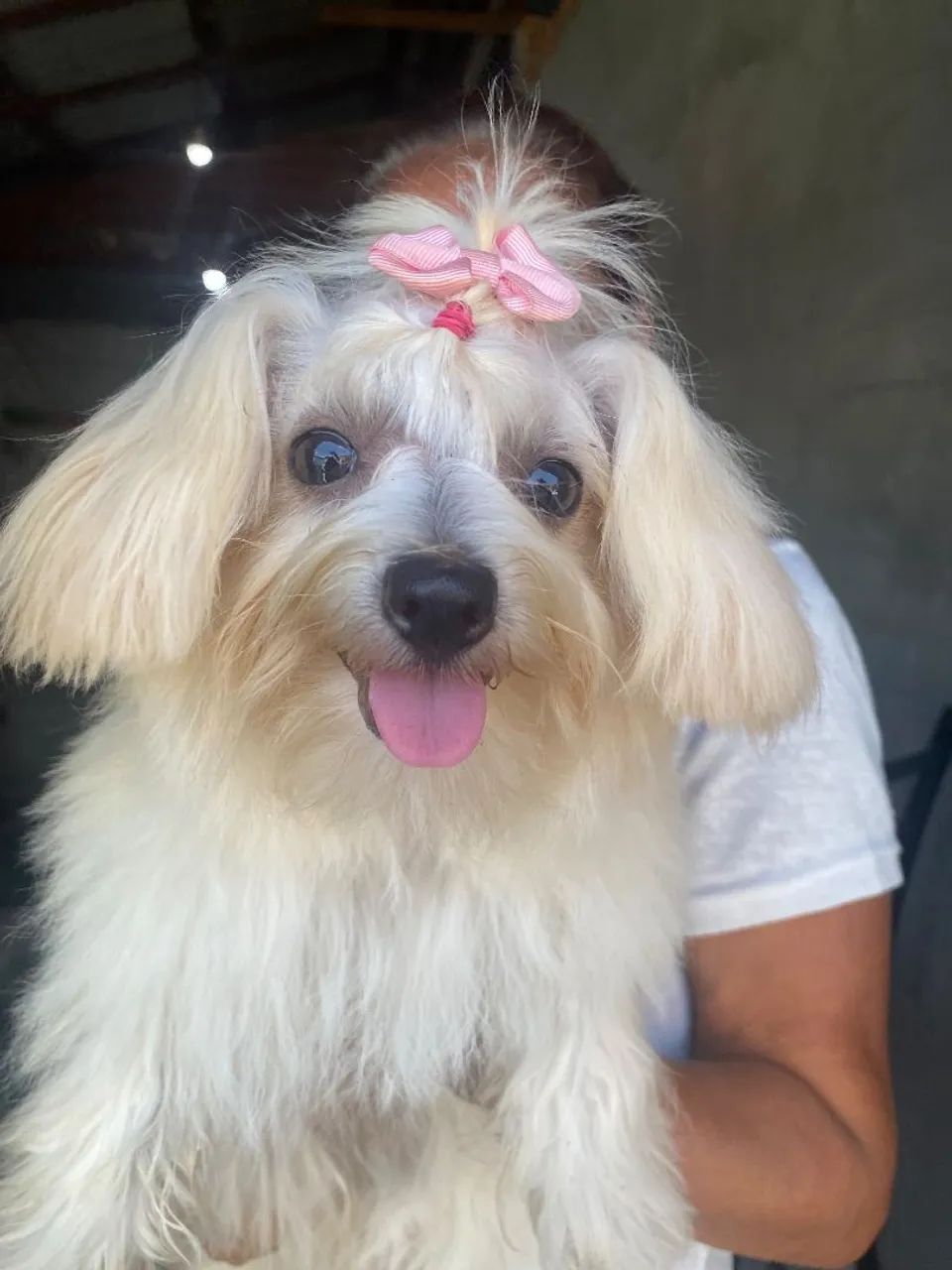 vende-se maltês mini