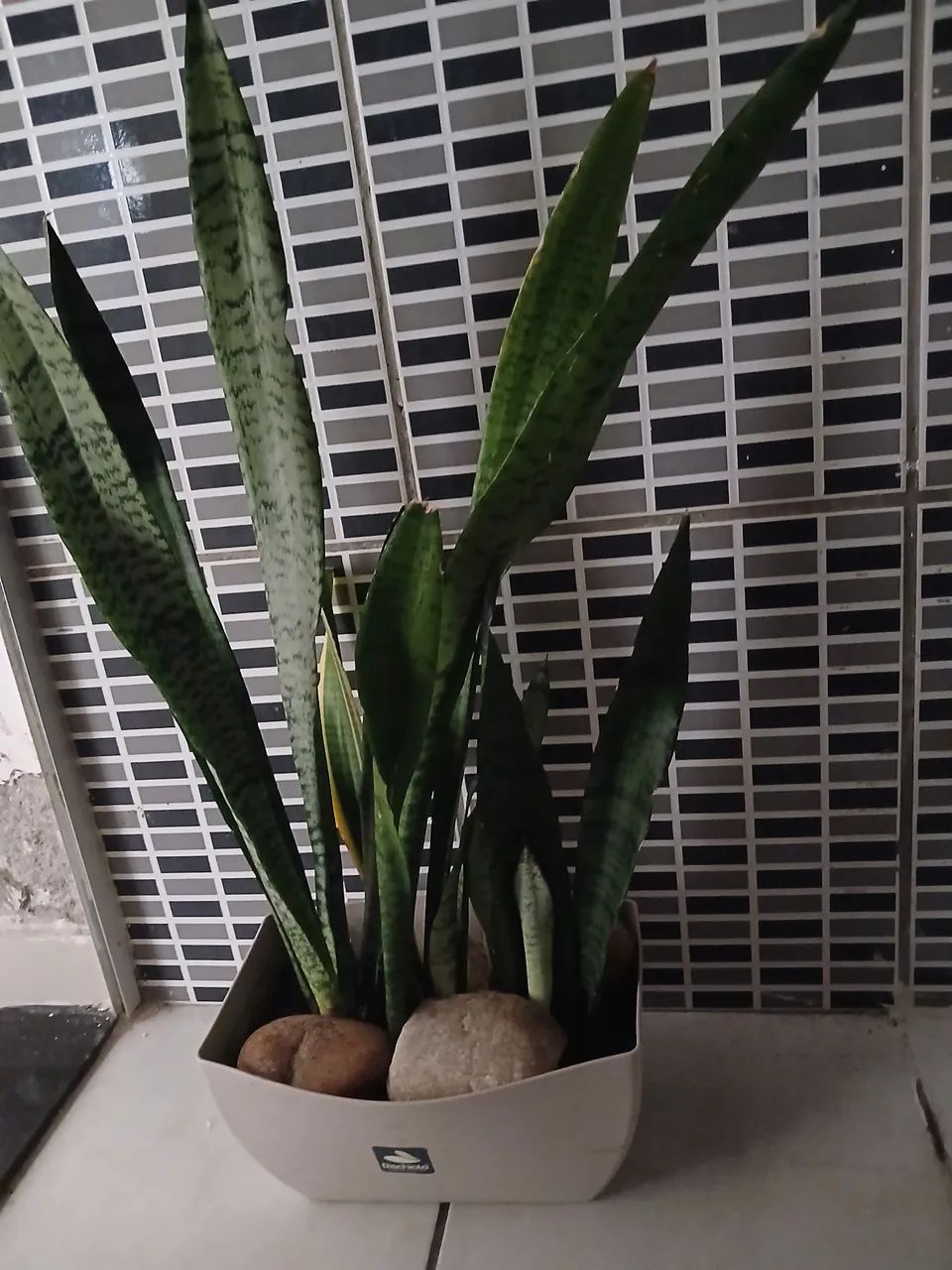 Jarro com planta espada de São Jorge 