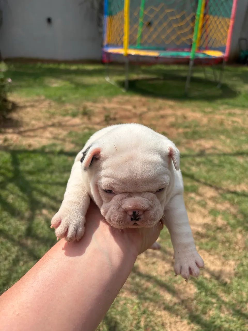 Buldogue francês  - Foto 3