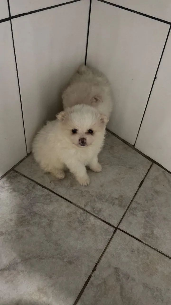 Cachorros spitz alemão pedigree - Foto 4