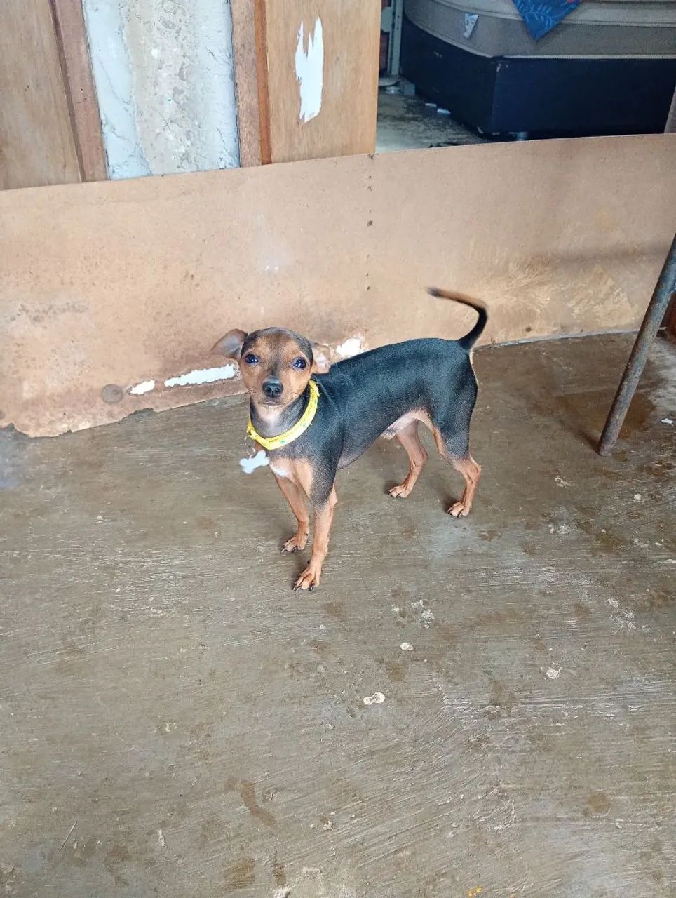 Pinscher a procura de namorada  - Foto 2