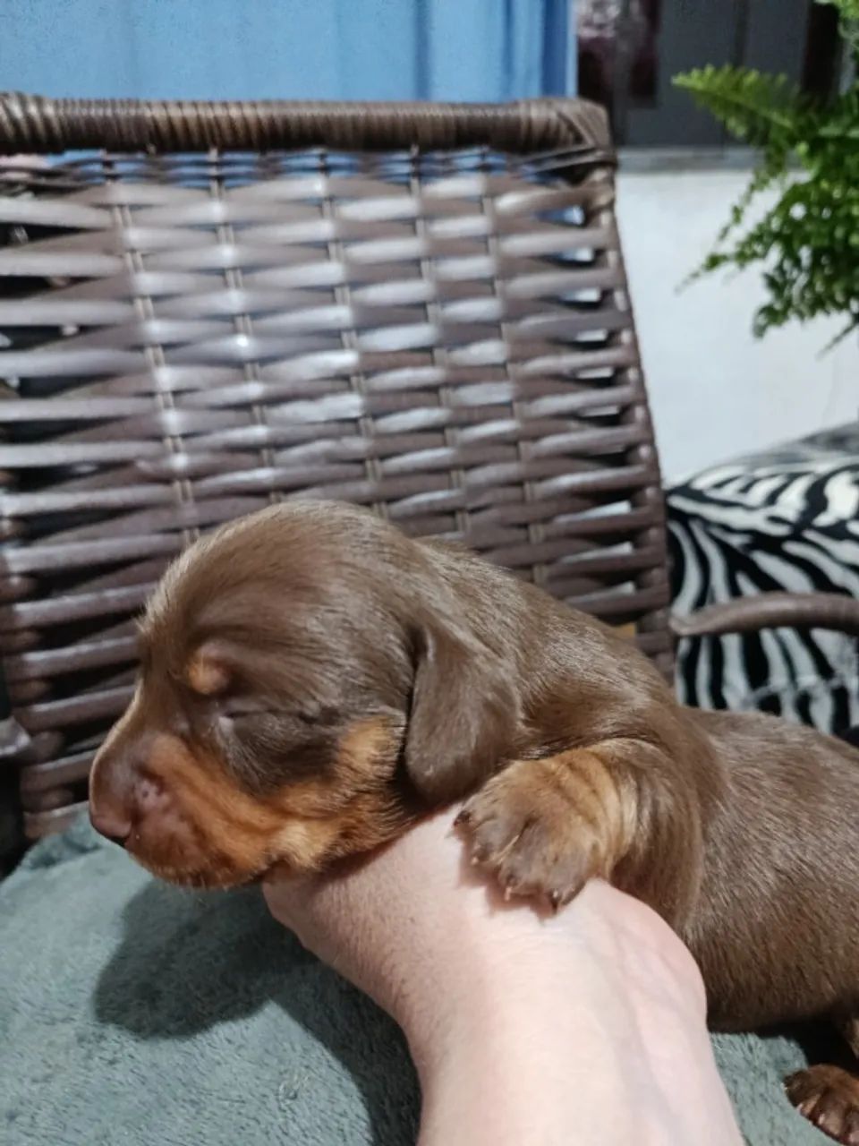 Filhote de daschunds  - Foto 2