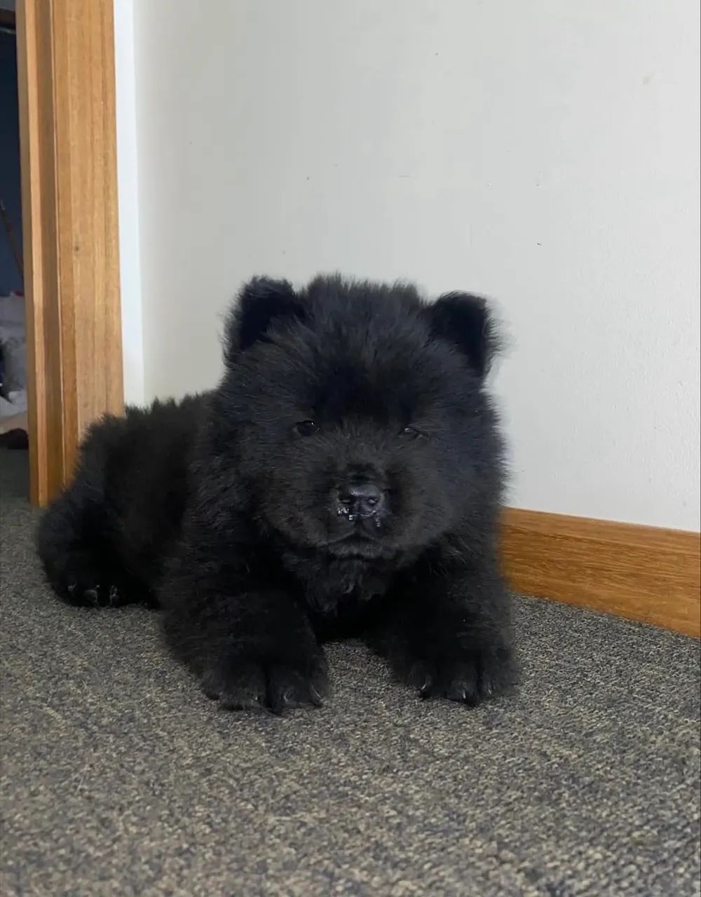 Cachorro Chow Chow - Foto 2