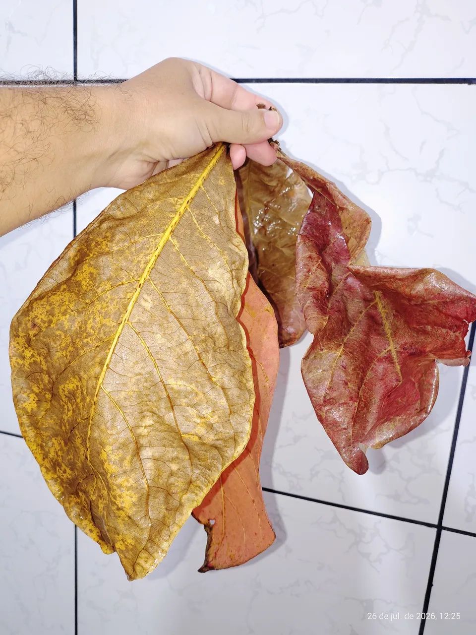 60 Folhas Castanhola, sete copas amendoeira - Foto 3