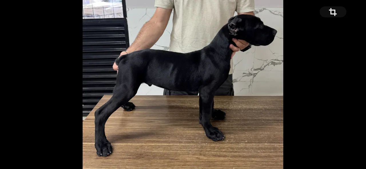 Cane Corso Filhotes  - Foto 4