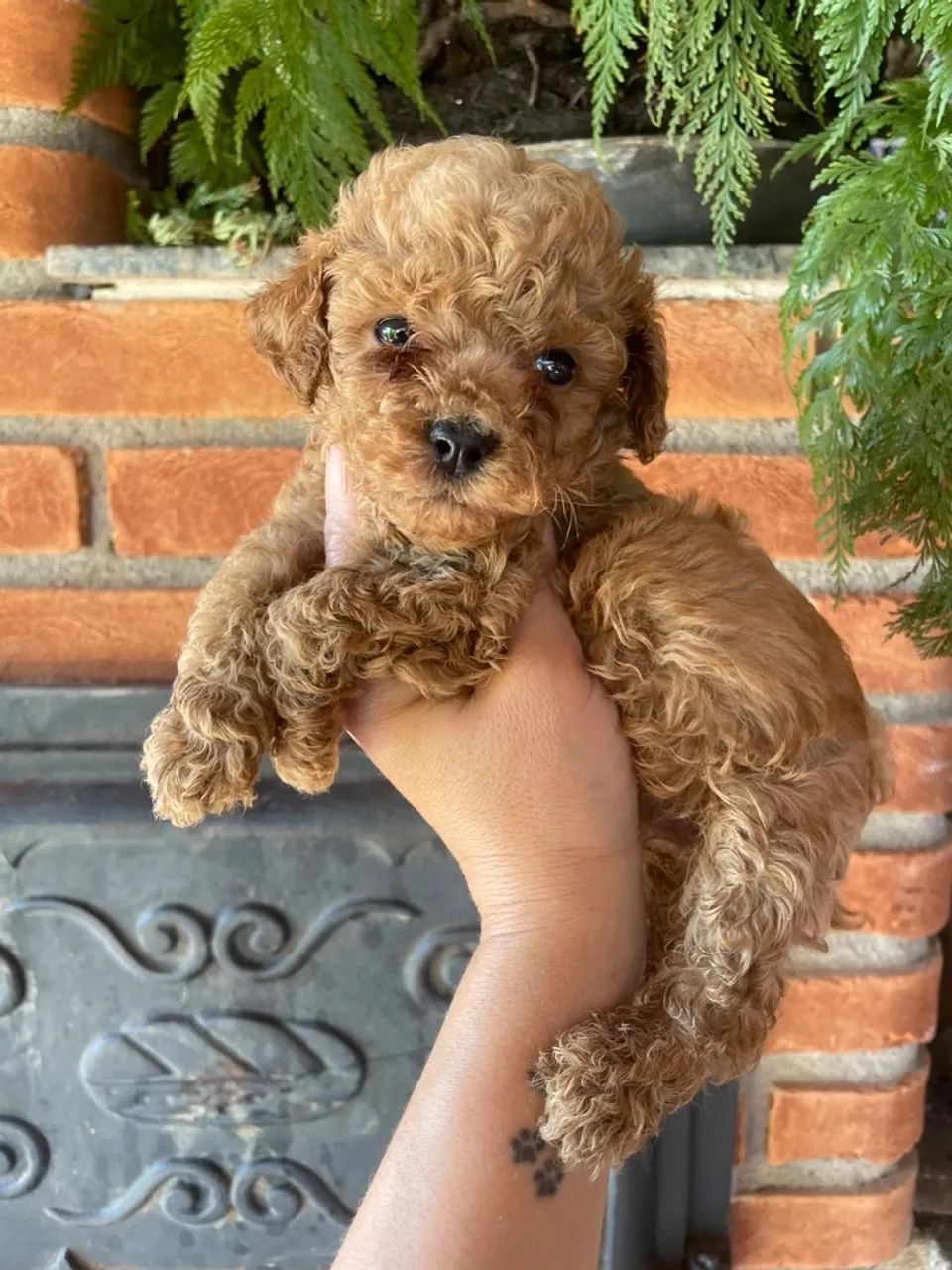 Poodle Toy vendas 