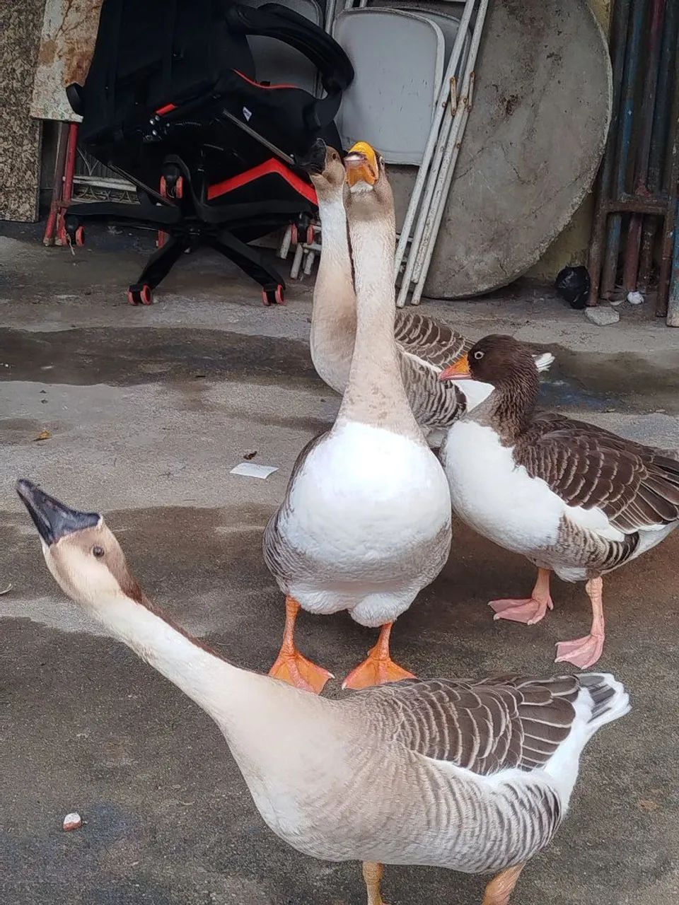 Ovos de ganso  - Foto 4