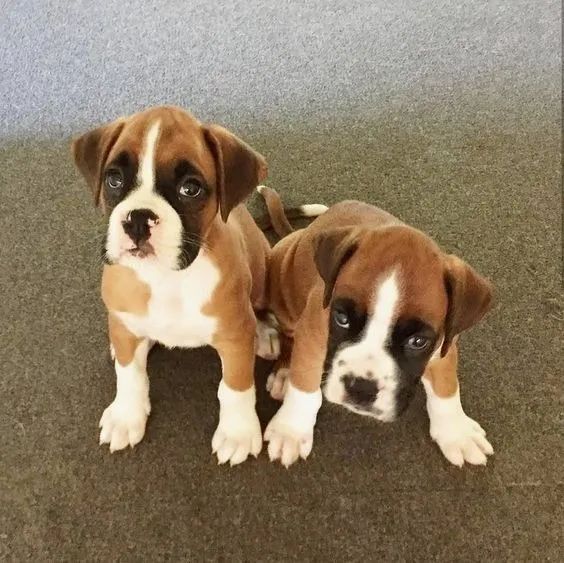 Boxer Filhotes - Foto 2