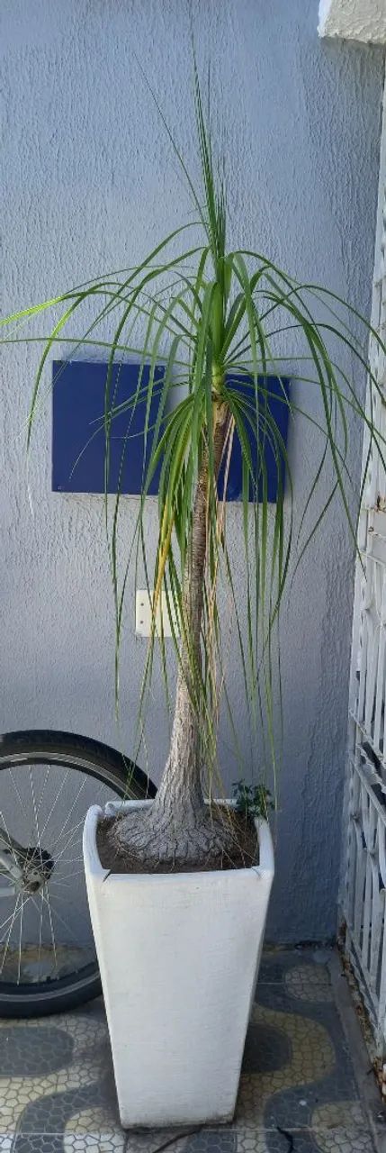 Planta  - Foto 2