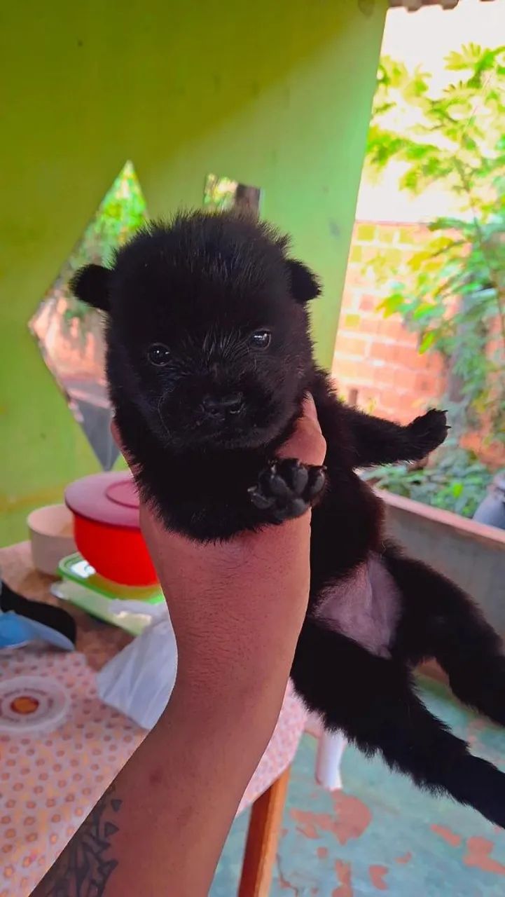 Filhotes de chow-chow  - Foto 4