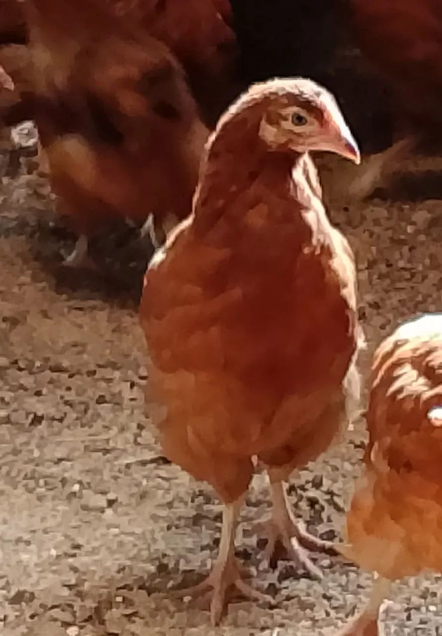 Galos Embrapa 051, GLC e AMAZONE para reprodução, frangas de postura e frangos de corte   - Foto 5