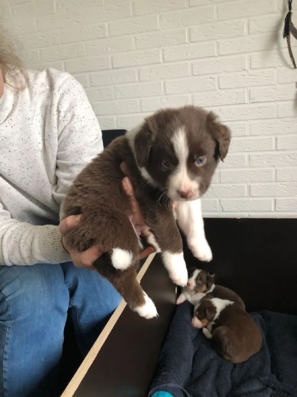 Border Collie 
