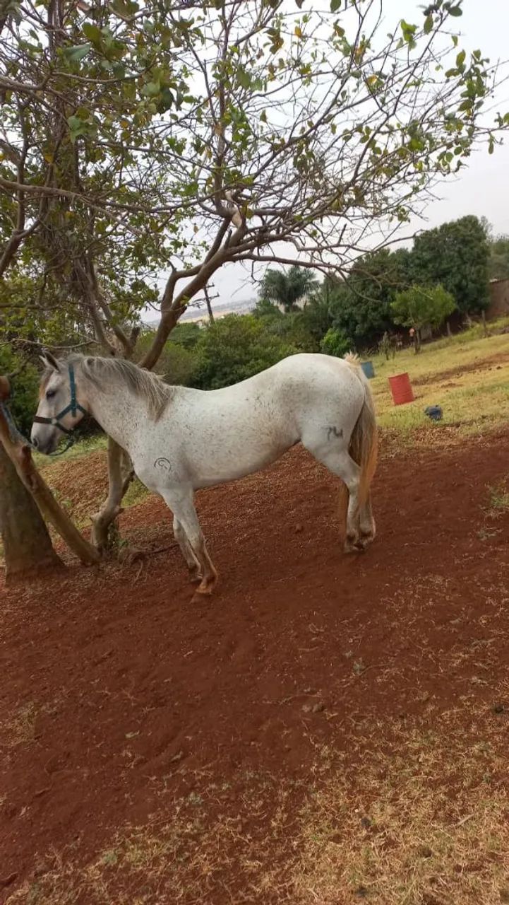Cavalo 