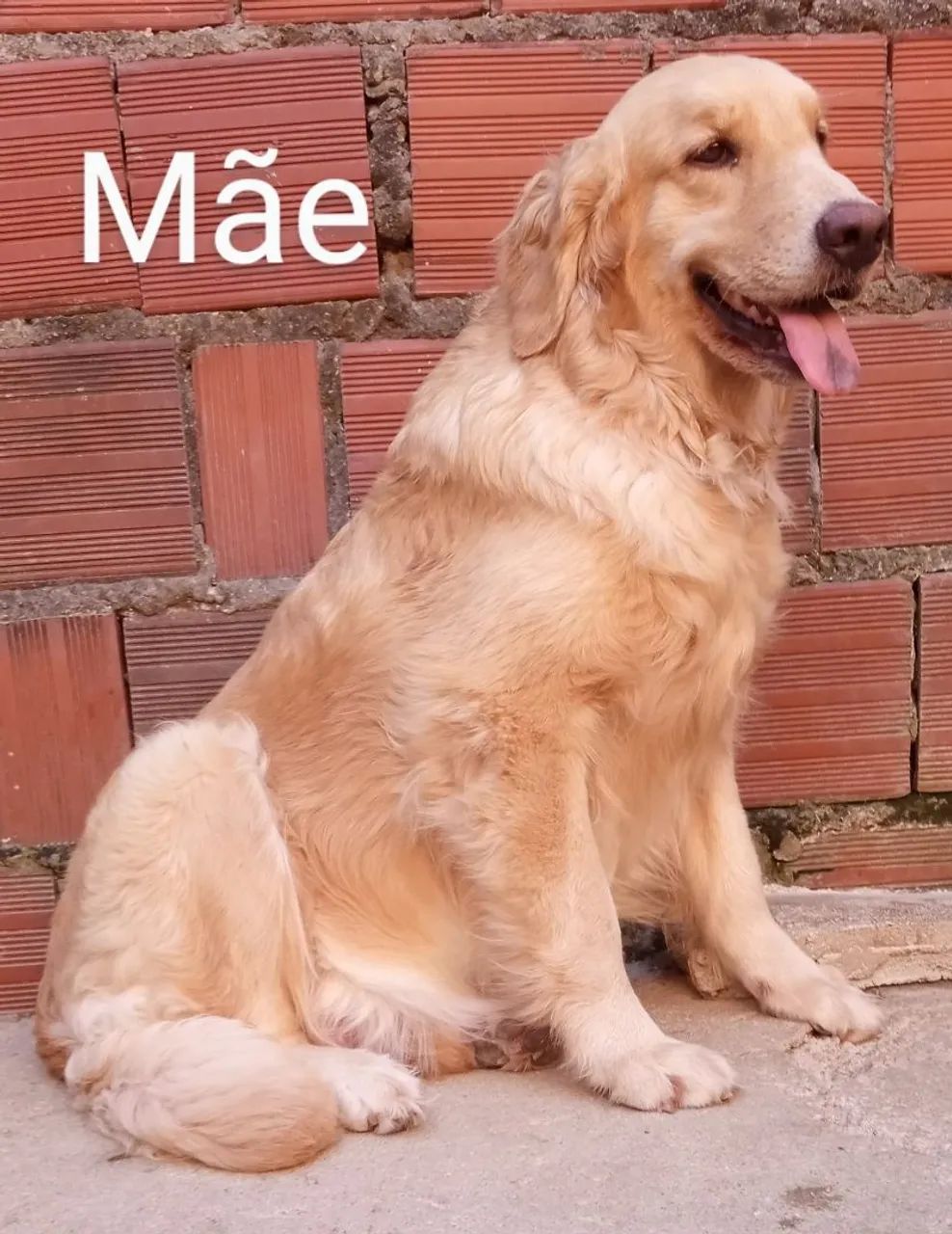 Golden Retriever Macho - Foto 5