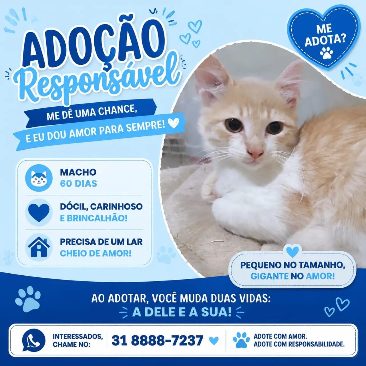 Filhotes de gato para adoção  - Foto 3