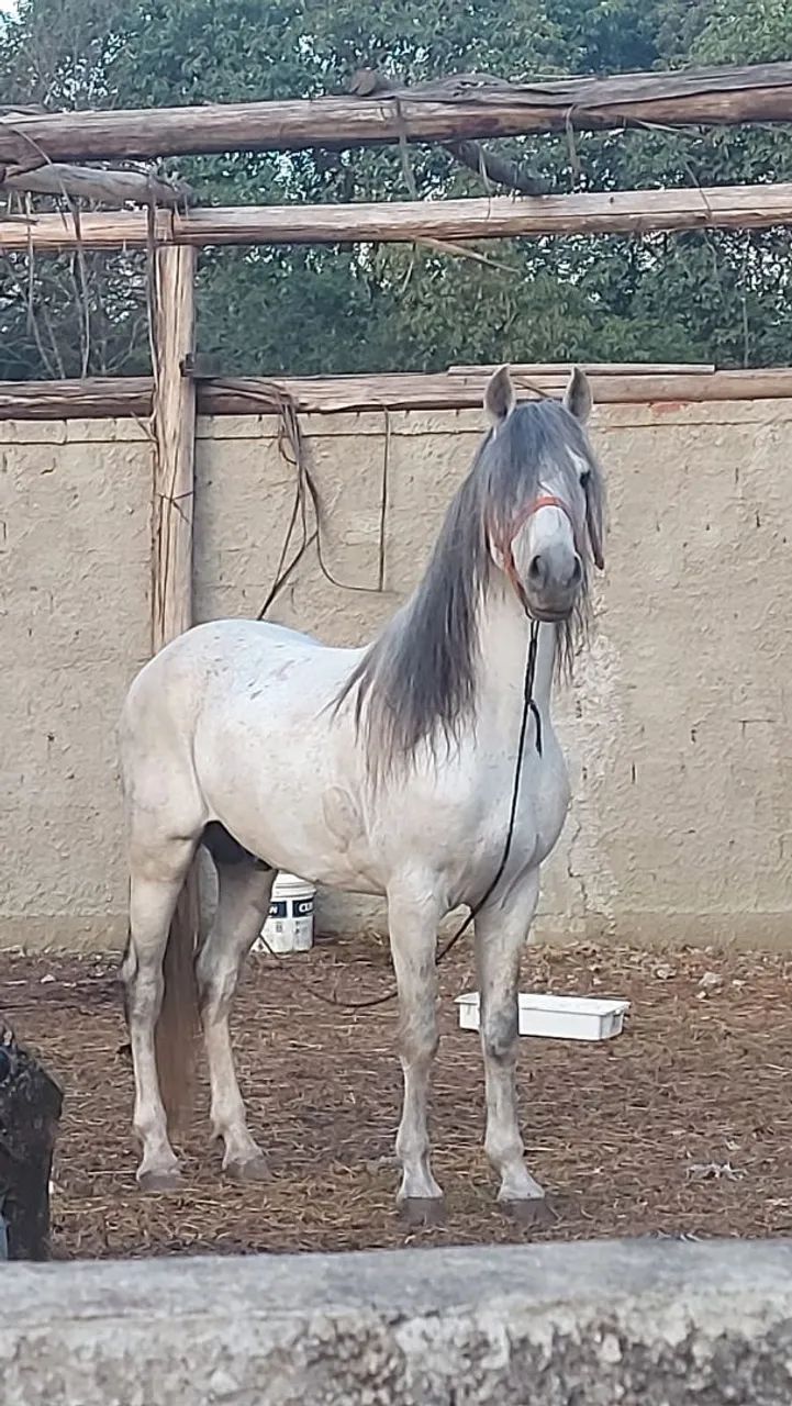 Cavalo mangalarga 