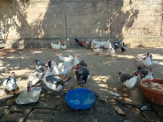 Vendo Patos, macho/ femea.