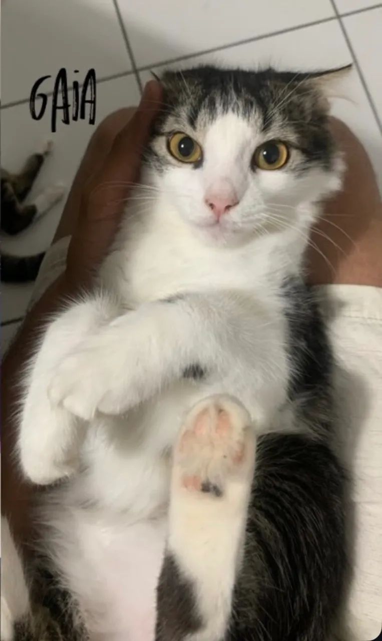 Doação de Gatos Adultos