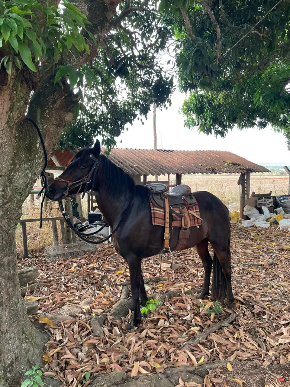 Égua chique  - Foto 2