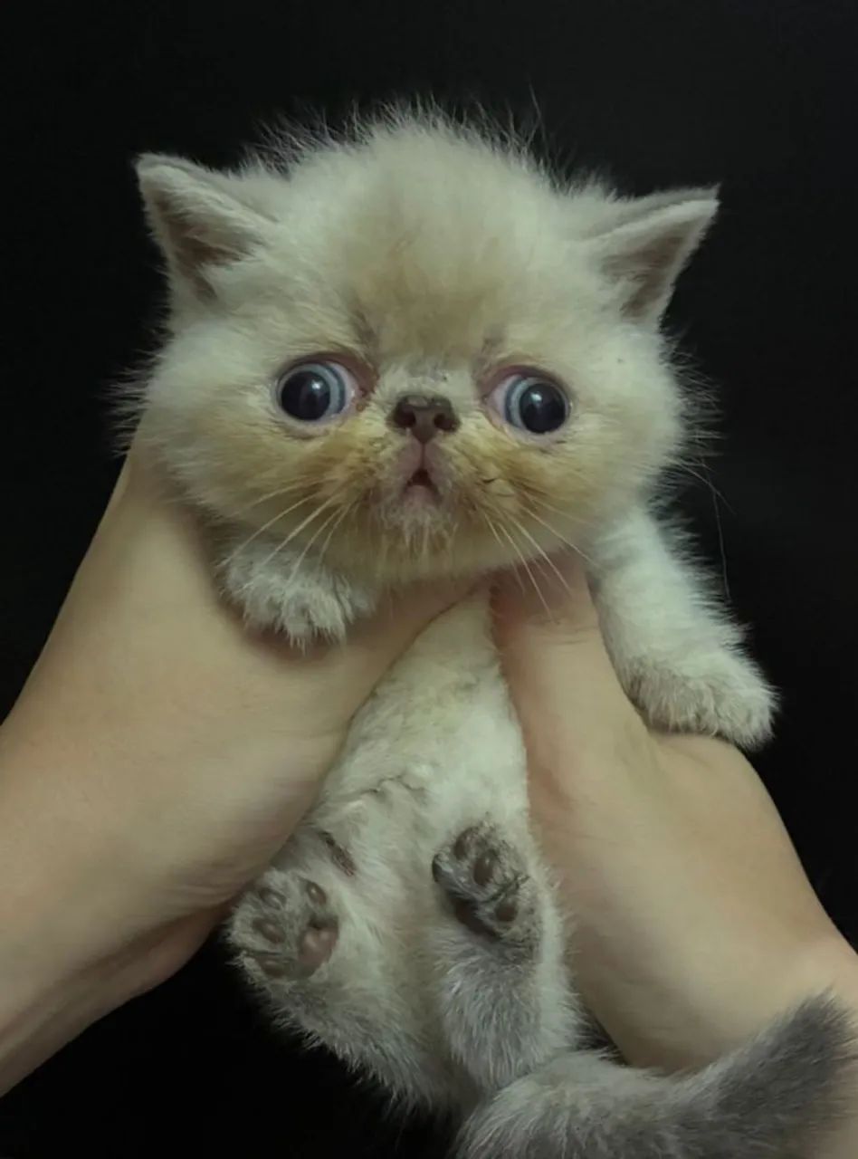 Machos exóticos olhos azuis  - Foto 3