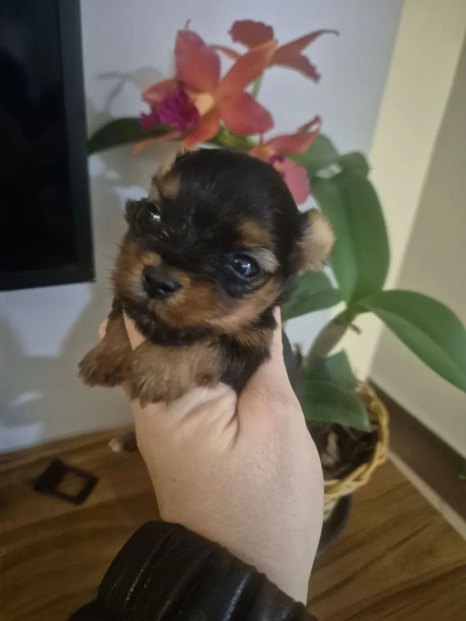 Yorkshire micro menino