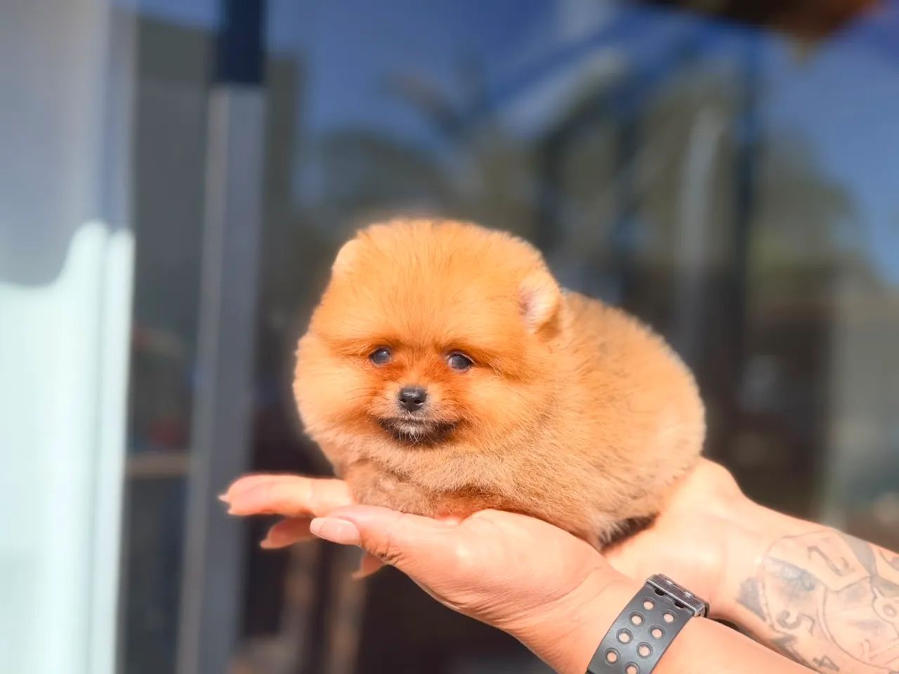 Spitz alemão 