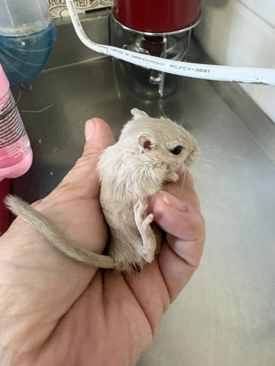 Esquilo da Mongólia Gerbil Machos - Foto 2