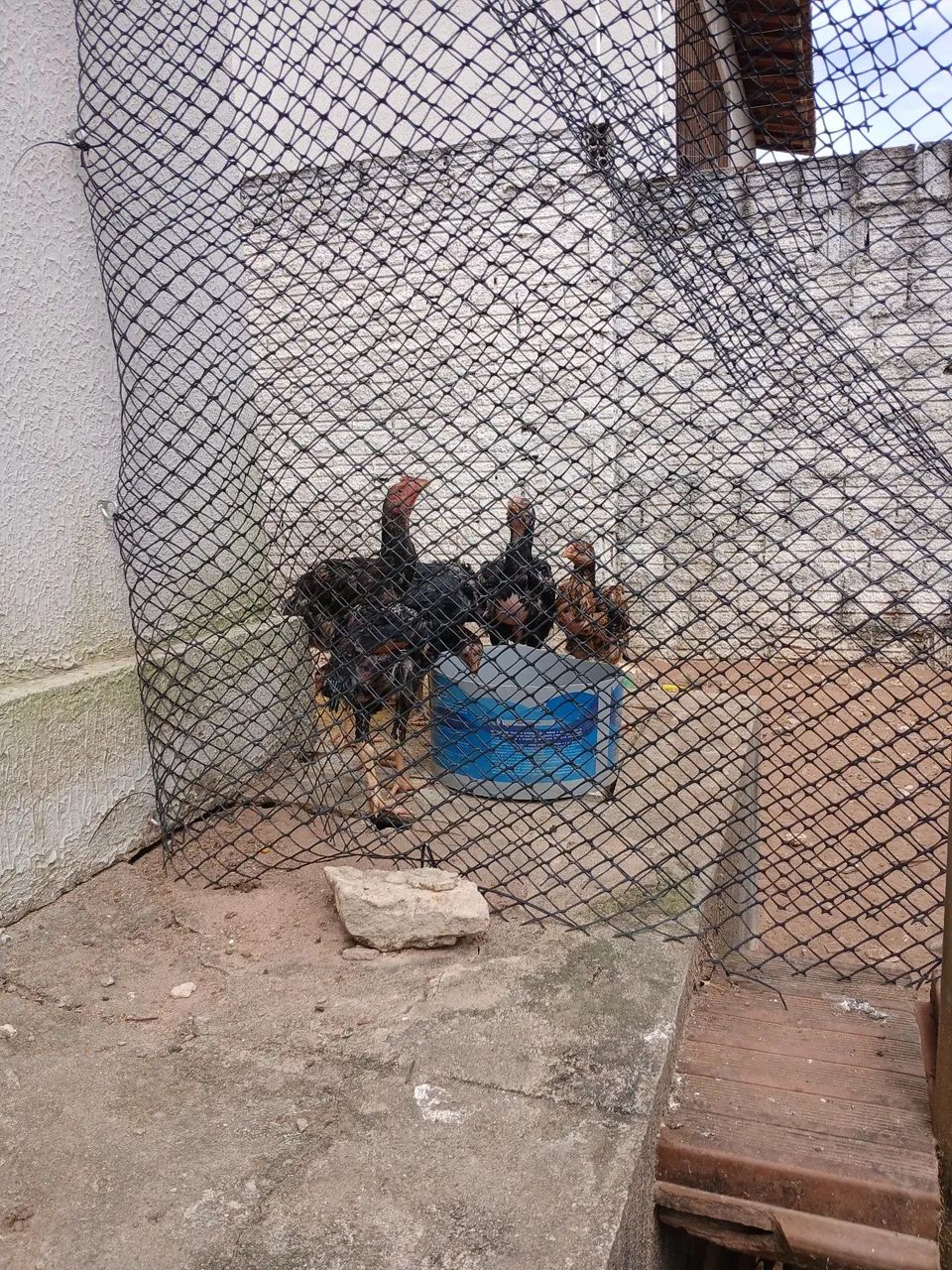 Galinha - Foto 2
