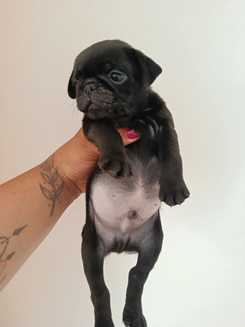 Pug filhote  - Foto 4