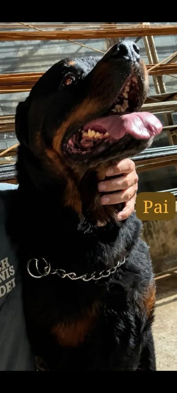 Filhote de rottweiler - Foto 3