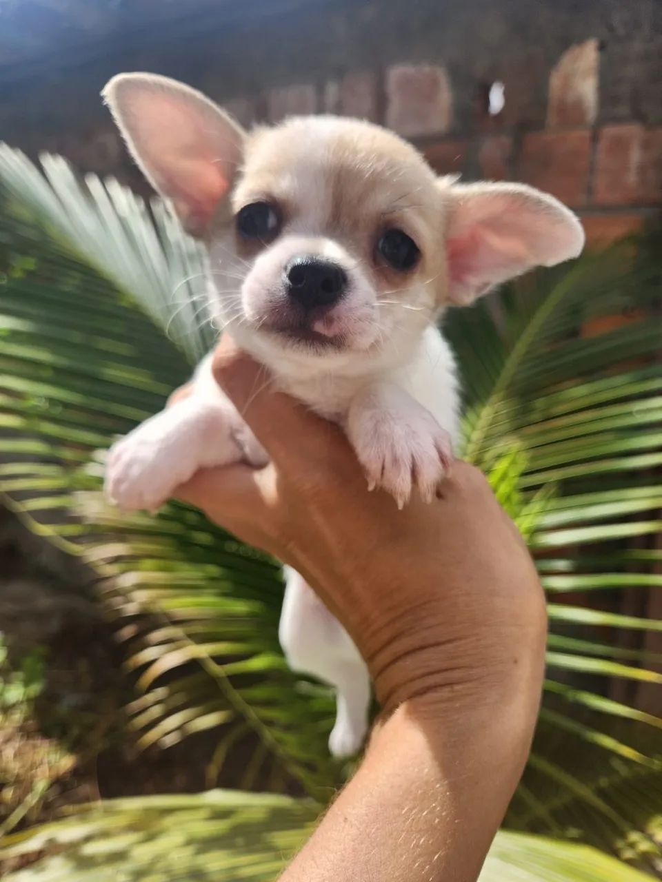 Chihuahua Macho  - Foto 2