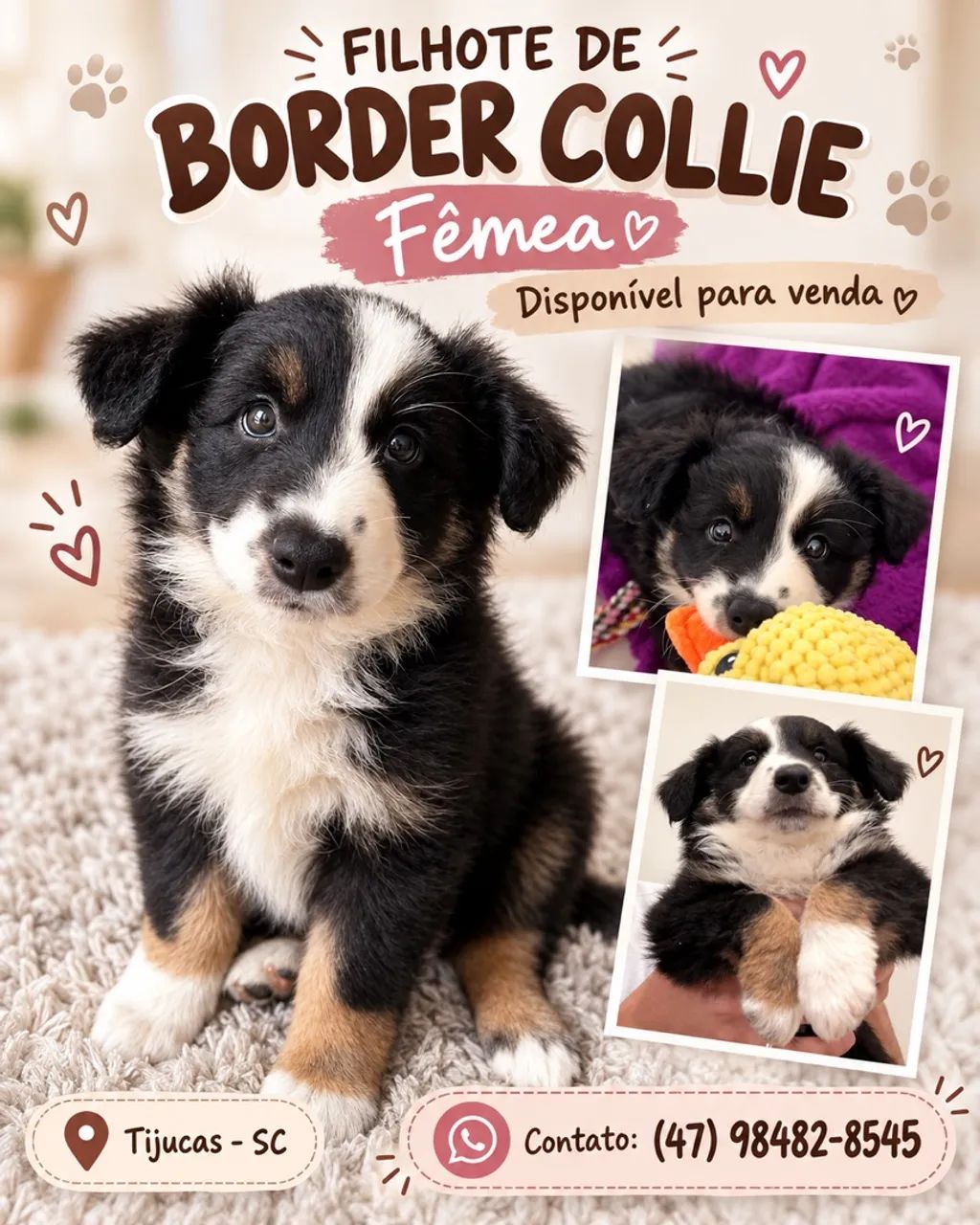 Border collie