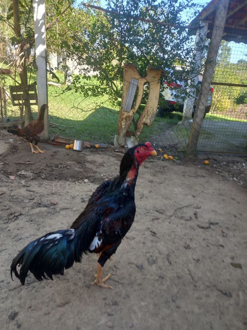 Galo indio - Foto 4