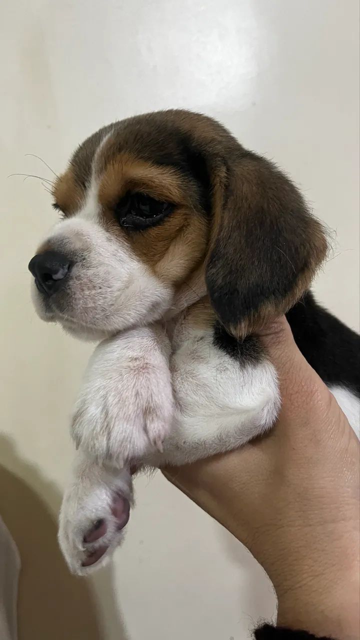 BEAGLE MINE 13 POLEGADAS ÚLTIMO!!! PARA EXIGENTES COM GARANTIAS  - Foto 4