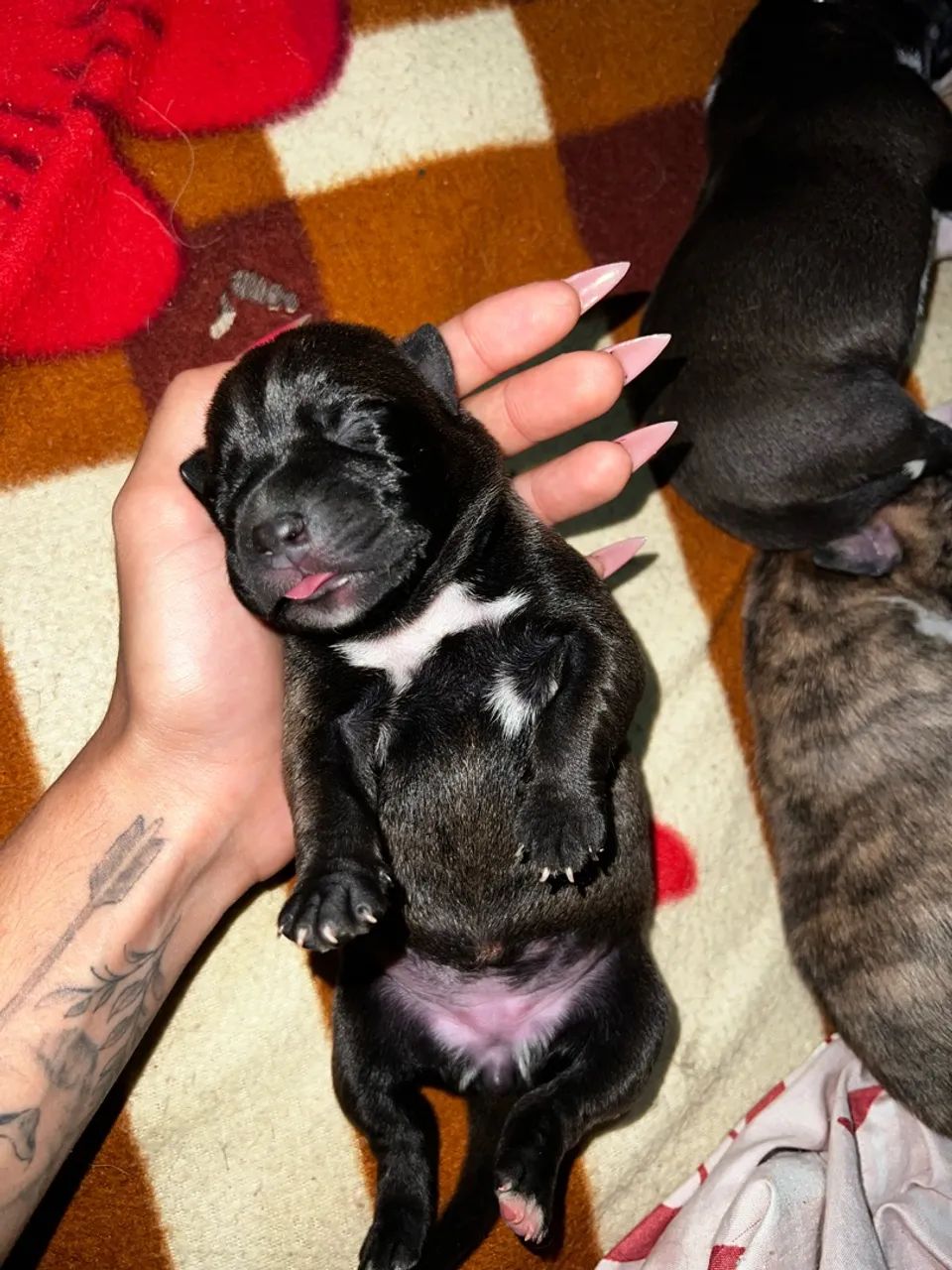 Filhotes de Pitbull  - Foto 2