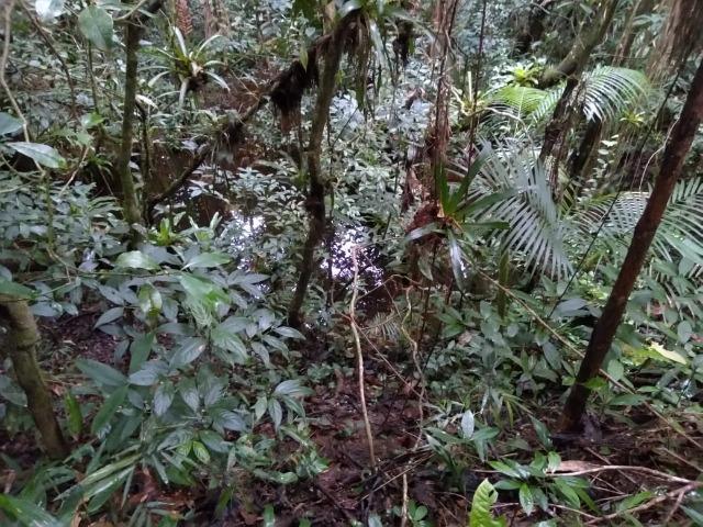 Chácara - América de Baixo - Morretes - Foto 6