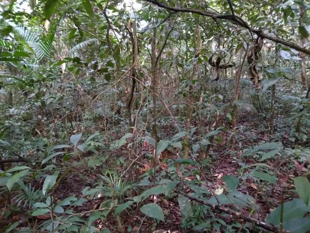 Chácara - América de Baixo - Morretes - Foto 8