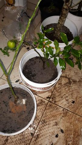 Muda jabuticaba de 1m. mais de 40 tipos mudas - Foto 3