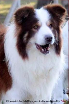 Border collie RED merle Fêmea - Linhagem Francesa - Foto 5