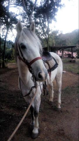 Vendo Tordilho Marchador top - Foto 2