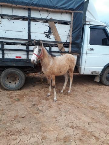 Cavalos pra rolo - Foto 6