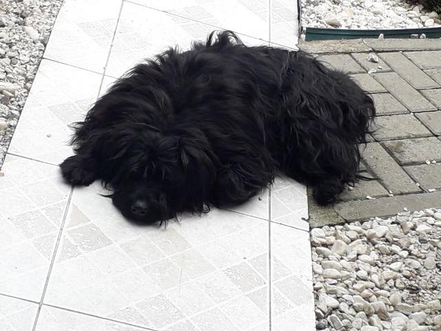 Schnauzer (mistura) gigante para doação - Foto 3