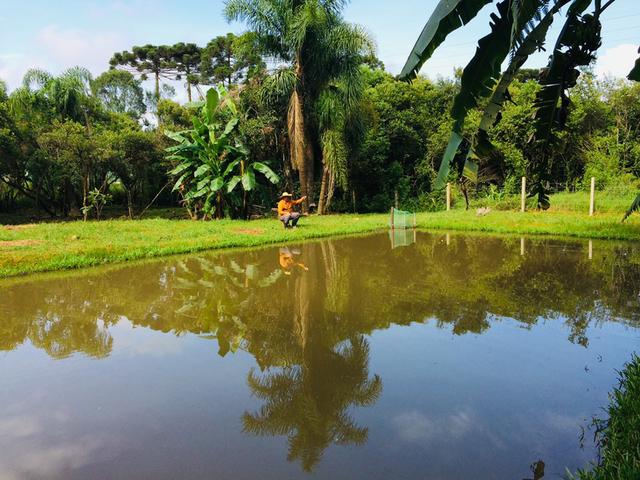 Chácara Urbana formada no Ganchinho - Foto 13