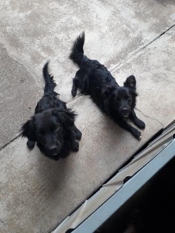 Doação de 2 cachorrinhas - Foto 3